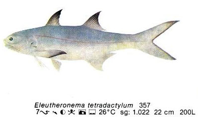 Eleutheronema tetradactylum